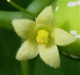  Male Flower